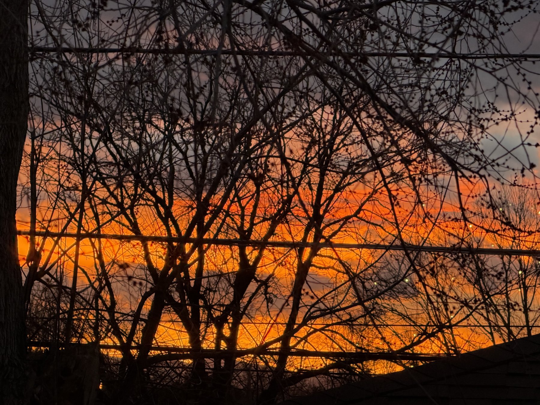 Orange sunset seen through silhouetted branches